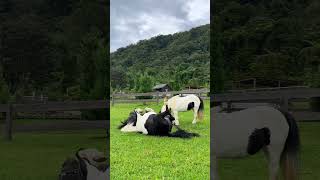 Our Shetland Pony loves to scratch on the grass ❤️ #Pony #Farm #Nature #FunnyAnimals #Funny