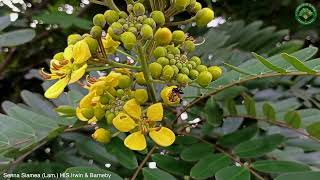 Senna Siamea (Lam.) H.S.Irwin \u0026 Barneby | Flowering Shrubs \u0026 Trees | 🇵🇦 Panama |