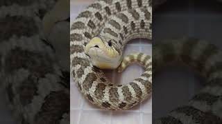 セイブシシバナヘビ Western Hognose Snake