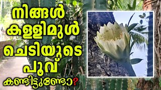 നിങ്ങൾ കള്ളിമുൾ ചെടിയുടെ പൂവ് കണ്ടിട്ടുണ്ടോ? | കള്ളിമുൾ ചെടി | Flowers | Cactus flower | Cactaceae |