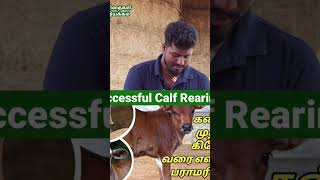 கன்று தீவனம் தயாரிப்பு | குறைந்த செலவில் சத்தான தீவனம் #Calffeeding