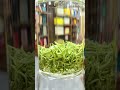 Chinese premium green tea Bi Luo Chun Green Snail Spring #chinesetea #greentea #tealover #chinatea