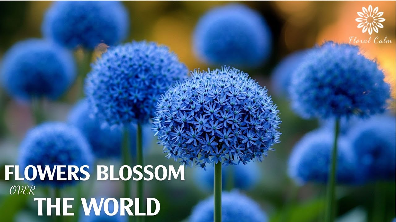 Peaceful Flowers 1 Hours Of Relaxing Music Piano For Meditation