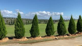 Brodie Juniper Screen/The Tree Planters/Planted and Guaranteed/50 Years of Experience