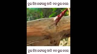 ଦୁଇ ଝିଅ ଜଙ୍ଗଲକୁ ଆସି ବଡ ଭୁଲ କଲେ #shorts#odia story #short