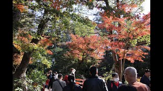 20221127鎌倉の紅葉2022（鶴岡八幡宮）【ＨＤ・原画４Ｋ】