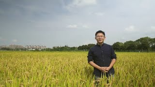 水稻田里的秘密：城市荒野水稻田示范保育项目【小时间，大园艺】