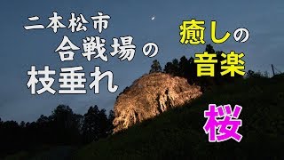 【二本松の桜名所】合戦場の枝垂れ桜のライトアップ（福島県二本松市）