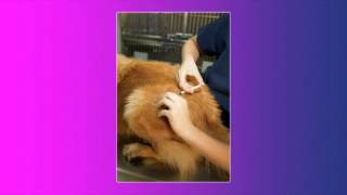 The Visiting Veterinarian - Edmond, OK