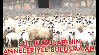 SÜT KUZULARININ ANNELERİYLE BULUŞMA ANI