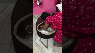 এটা আমার বিছানা🤣#dog #doglover #youtubeshorts #trending #shorts #short #viralshort #viralvideo #fun