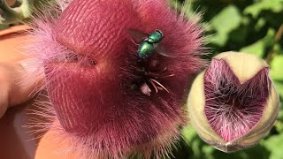 Stapelia Hirsuta succulent plant from bud to bloom | Starfish flower | Carrion plant | Sept 2020