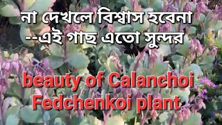 Fully medicine plants Calanchoi fedchenkoi plant's care and repoting  @Sokherbagania