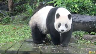 20220124 蘭姐彪爸接力叫 圓仔愛惜黃金腳(早餐) Giant Panda Yuan Zai