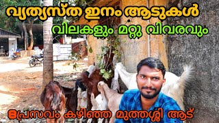 കിടിലൻ ആടുകളും അതിന്റ വിലയും |goat farm pattambi |goat breeds and price| agri tech farming malayalam