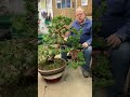 Why bonsai trees need to be wired