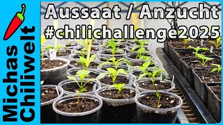 Chilis | Aussaat | Keimung | Anzucht | Erste Schritte | #chilichallenge2025