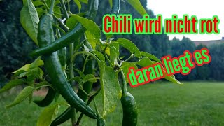 Chili wird nicht rot wann werden Chili reif und rot Chilis ernten