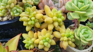 24.06.25 걸이대 하우스비닐 설치 #다육 #다육식물 #다육이#succulent #korean succulent plants #多肉植物 #베란다다육 #다육이키우기 #걸이대하우스