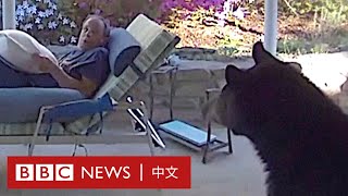 男子家中愜意看書 抬頭驚見熊出沒－ BBC News 中文