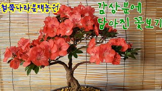 감상분에 담아진 철쭉꽃 몇점보기