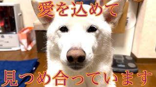 白柴犬アンズと飼い主の愛ある見つめ合い