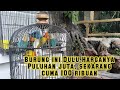 Burung Lovebird kasta tertinggi harga 100 ribuan