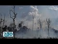 Amazon rainforest fires could have global implications | 7.30