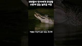 악어가 비버를 산 채로 잡아먹는 영상