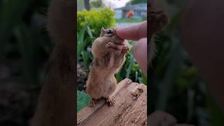 booping a chipmunk ❤️