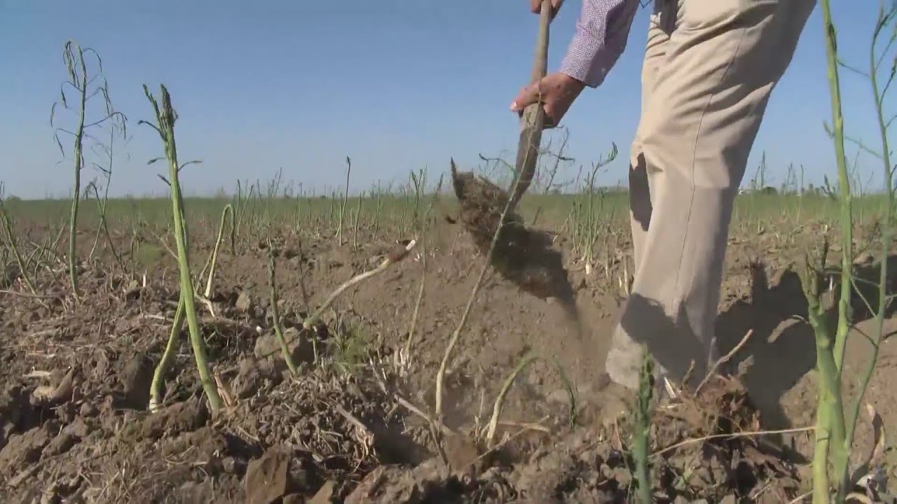 Drought Forces California Farmers To Destroy Crops - YouTube