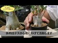 初心者向け🌻アデニウム アラビカムの育て方【園芸屋たなか】