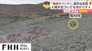 「南極のペンギン」意外な生態　人間が近づいても怖がらず