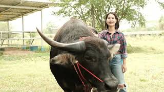 บรรยากาศถ่ายทำเจ้าดาว CP  อยู่ที่ศูนย์อนุรักษ์และพัฒนาควายไทย ควายอุทัย  Thai buffalo