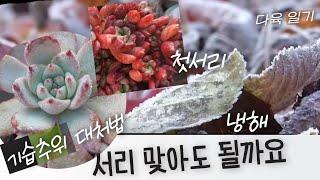 다육생활✅️ 11월 기습추위 대처법  (연속추위 아니면 계속노지생활)