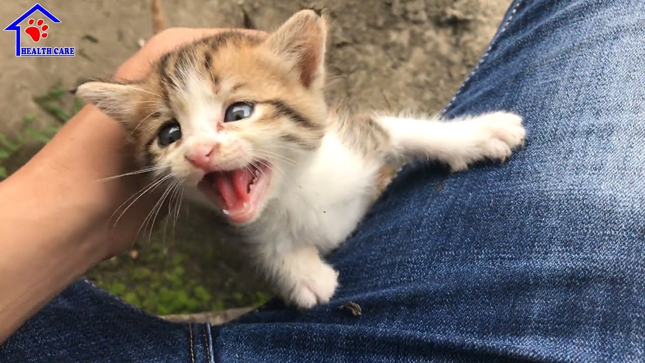 Cutest Baby Think I'm Their Mother - Little Kittens Crying On Street ...