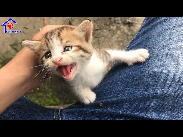 Cat Soothing Crying Baby Bringing Up A Litter Of Kittens Health
