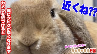 カメラが近づくと鼻ピクピクが早くなるうさぎちゃん。そして明日は初めての病院健診です♪【58】ちゃちゃまる日記