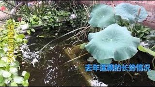 鱼池里去年种的莲藕，挖出来看看能结多少藕，这样的收获满意吗