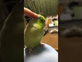 カキカキしてもらってたはずなのに　 インコ マメルリハ マメルリハインコ インコのいる暮らし