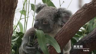 澳洲獨有的可愛動物,koala是土語\