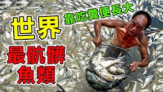 全球“最噁心”的10種魚類，第一名靠吃大便長大，卻是每個中國人餐桌必吃的頂級美味|#地球之最#世界之最#出類拔萃#腦洞大開#前10名#地球最TOP#魚#科普#美食