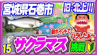 【サクラマスに挑戦015】大ヒットばらしたぁ～・旧北上川or追波川で頑張る【泳げ根がかりルアーくん♪】