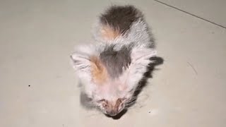 In the basement, a stray kitten desperately follows someone, yearning for a home.