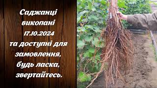 Саджанці винограду сезону 2024. Каталог посадкового матеріалу винограду 2024-2025.