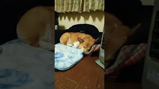 これが、犬の寝言です Dog somniloquy #Shorts　#YouTubeShorts