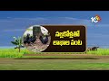 kadaknath chicken high protein chicken kadaknath feeding and profits matti manishi 10tv news