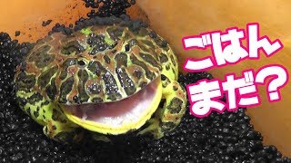 ベルツノガエルが巨大貝をおしゃぶりしてたw