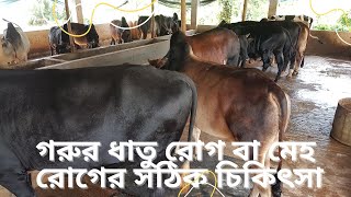 গরুর মেহরোগ বা ধাতু রোগের সঠিক চিকিৎসা