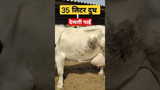 लगेचच दूध व्यवसाय सुरू करा जास्त शिकू नका || dairy farming